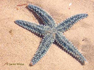 estrella de mar