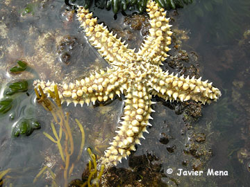 estrella de mar