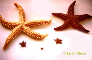 estrellas