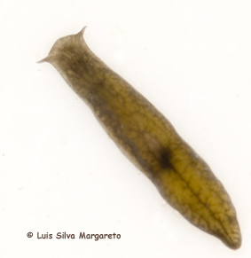 Planaria