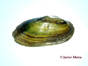 freswater mussel