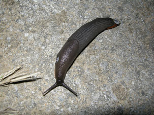 slug