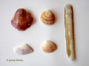 bivalves shells