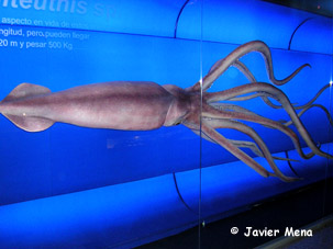 gigant squid