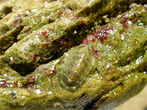 Chiton