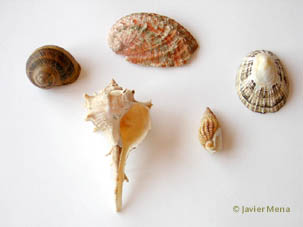 Gastropods shells