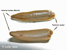 anatomy of leeches