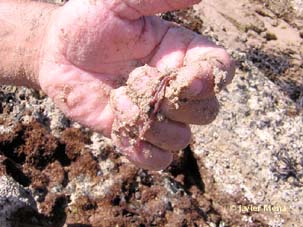 burrowers polychaetes