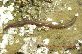 errant polychaete