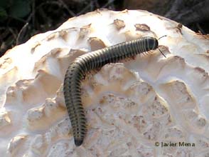 millipede