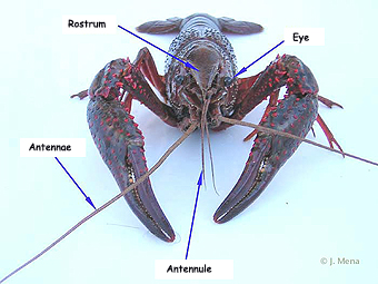 river crab, frontal view