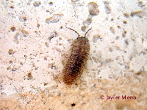 woodlouse