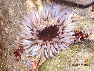 sea anemone