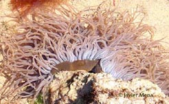 sea anemone (tentacles detail)