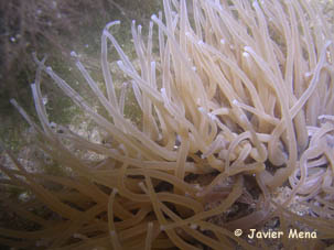 tentacles of sea anemone