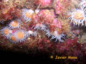 sea anemones