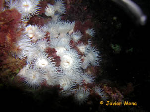 sea anemones