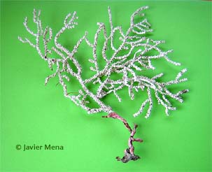 sea fan