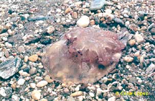 jellyfish on a beach