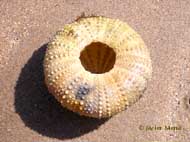 sea urchin calcareus shell