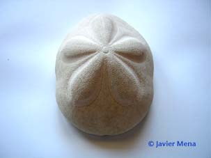 sand dollar