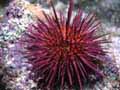 sea urchin