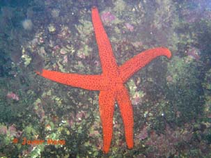 starfish