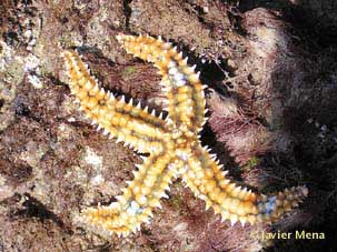 starfish with four arms