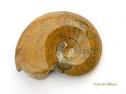 fossil cephalopod