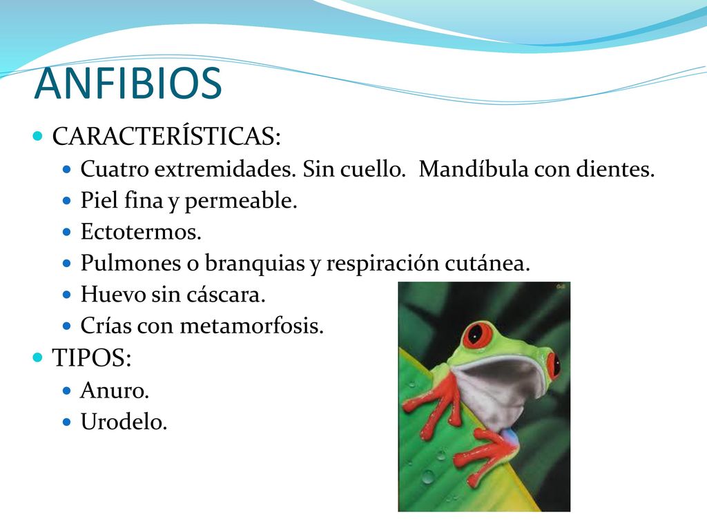 PPT - os peixes PowerPoint Presentation, free download - ID:4959745, image size:1024x768