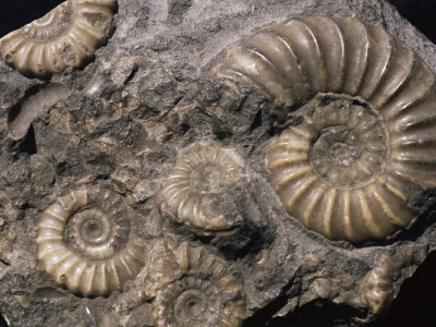 ammonite