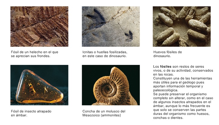 fosilizacion