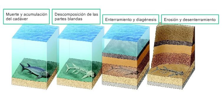 fosilizacion