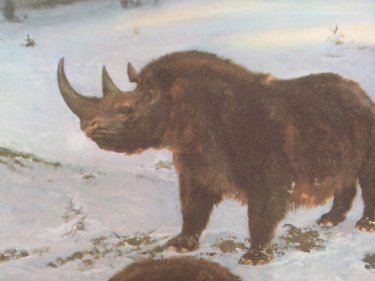 Coelodonta antiquitatis