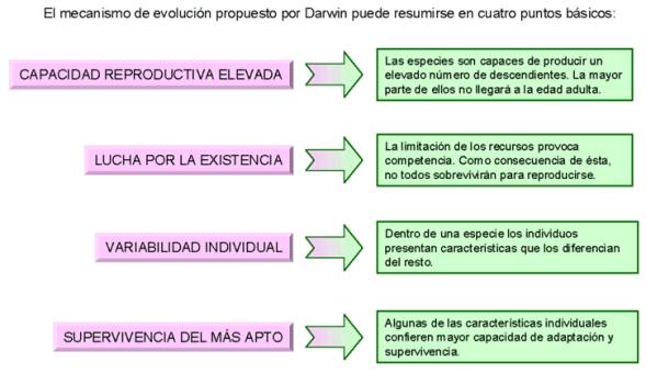 Darwinismo