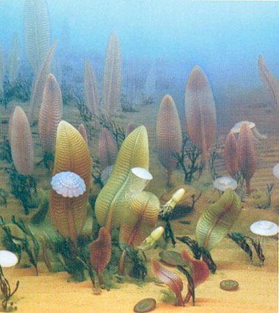 Fauna ediacara