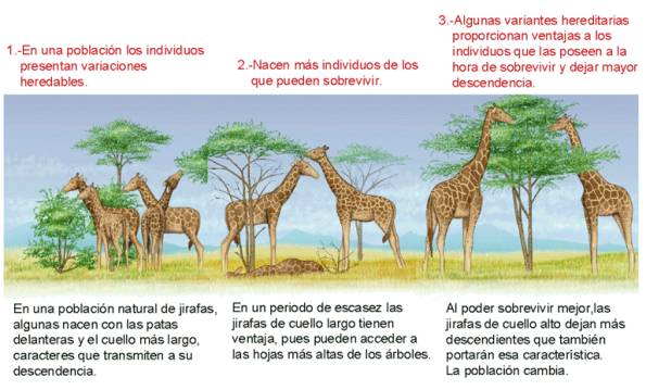 Evolucin en jirafas