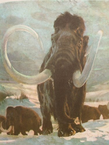 Mammuthus_primigenius