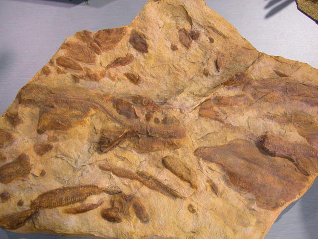 Fauna ediacara