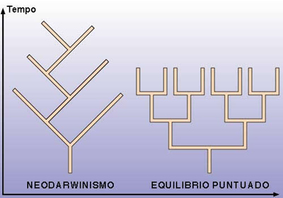 Neodarwinismo-Equilibrio puntuado