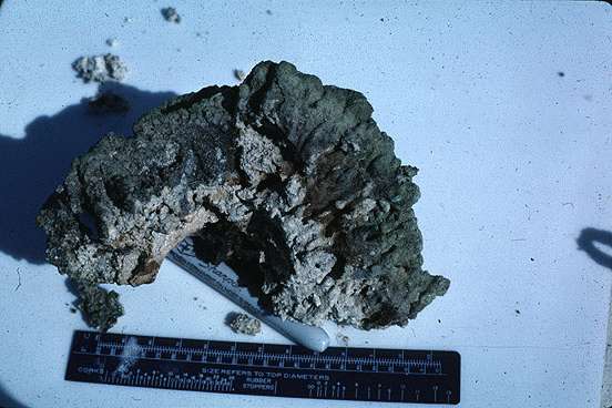 Estromatolito actual