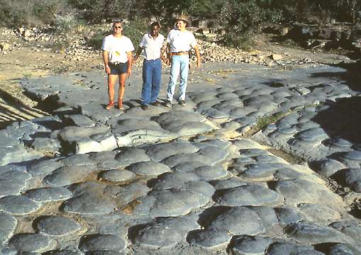 Estromatolitos f�siles