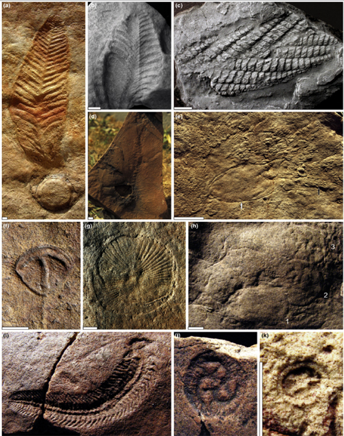 Fauna ediacara