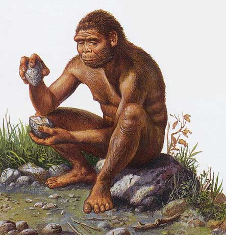 homo_habilis