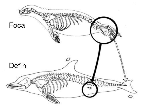 �rganos vestigiales