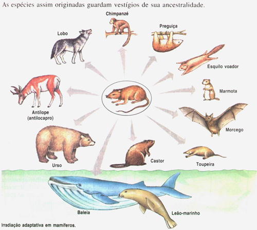 Radiacin adaptativa