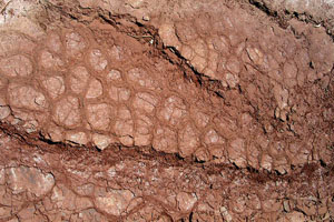 mud-cracks mud-cracks.jpg