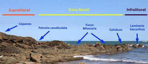 zonación litoral