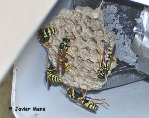 avispero