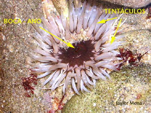 anatoma plipo